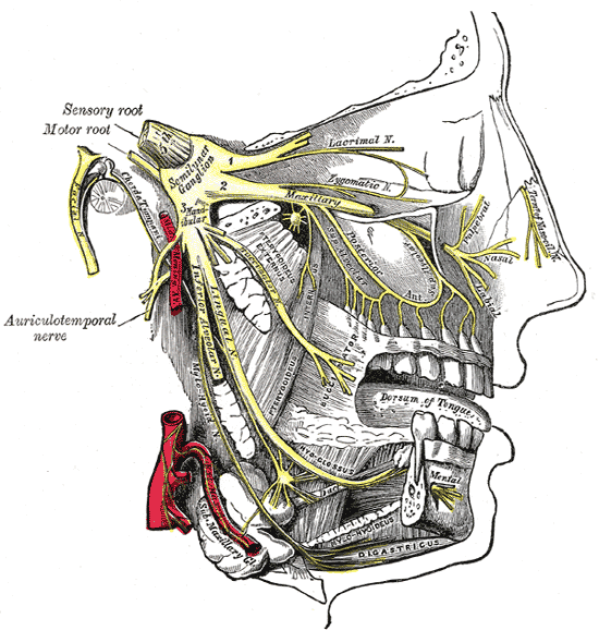 Illustration of the trigeminal nerve branches in the face